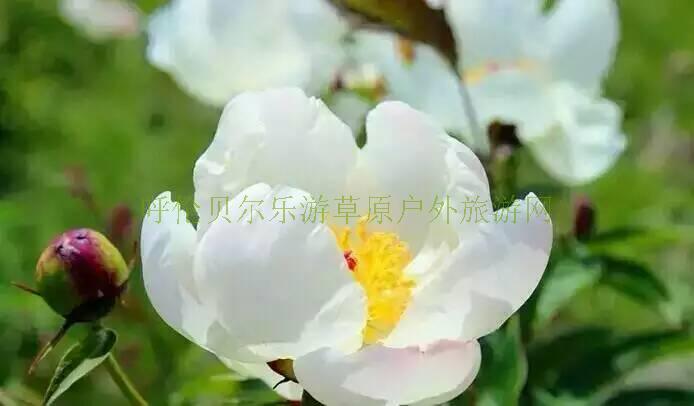 文章附圖